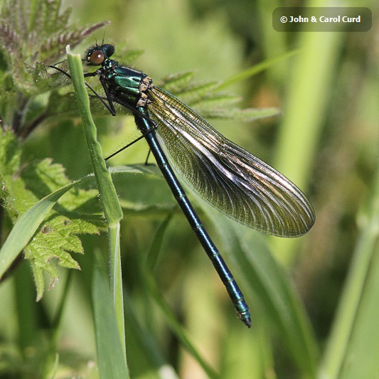 IMG_0203 Calopteryx splendens male.JPG